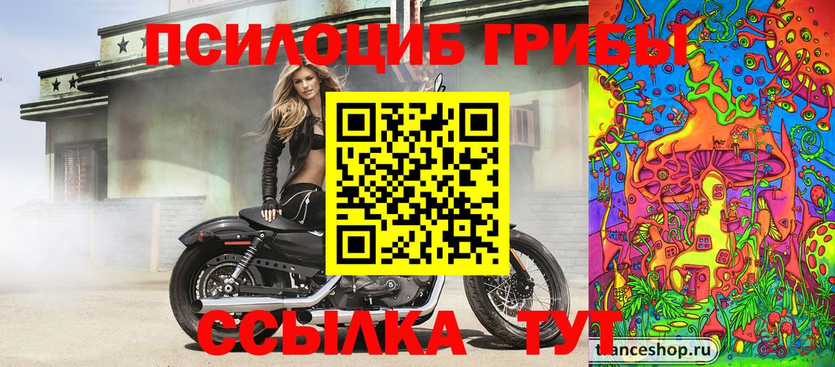 Псилоцибиновые грибы Cubensis Железногорск